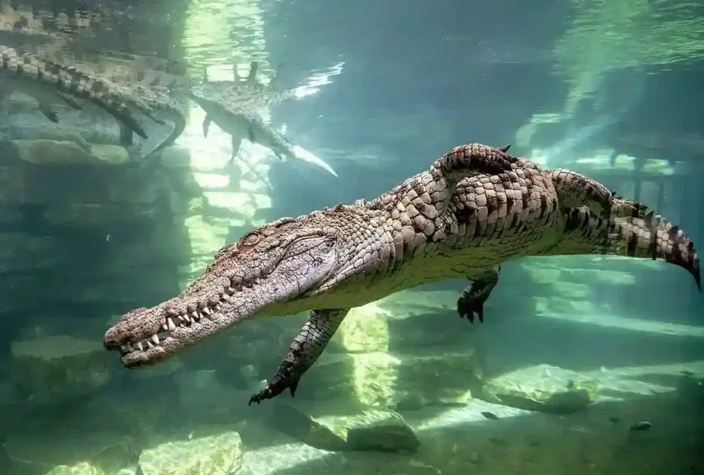 Crocodile Park natural habitat tour